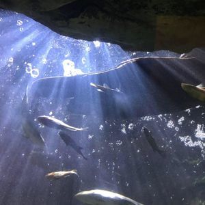 Meet your Posher, Shannan